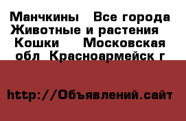 Манчкины - Все города Животные и растения » Кошки   . Московская обл.,Красноармейск г.